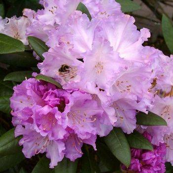 Рододендрон якушиманский ‘Caroline Allbrook’ (Rhododendron yakushimanum ‘Caroline Allbrook’)